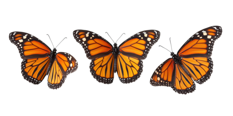 Three vibrant orange and black monarch butterflies with delicate wings, isolated PNG cutout transparent background