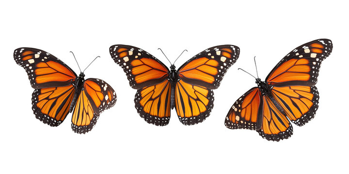 Three vibrant orange and black monarch butterflies with delicate wings, isolated PNG cutout transparent background