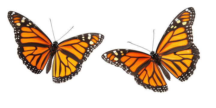 Fototapeta Two vibrant monarch butterflies with orange and black wings on PNG cutout background.