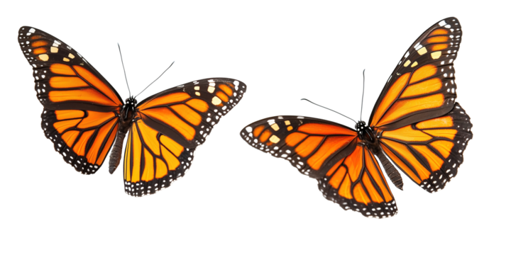 Two vibrant monarch butterflies with orange and black wings on PNG cutout background.