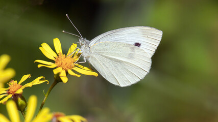 butterfly on a flower