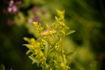 Green grasshopper. Macro photography.