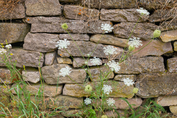 wall covered in stone and a small white flower growing out of it