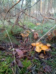 mushroom in autumn forest