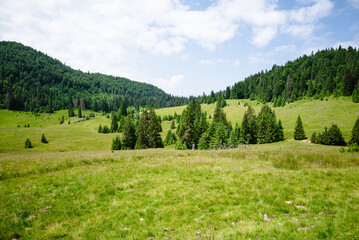 Scenic Green Valley Surrounded by Forested Hills – Tranquil Meadow in Mountain Landscape on a...