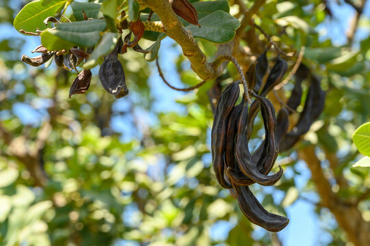 Close-up of carobs on a carob tree 4