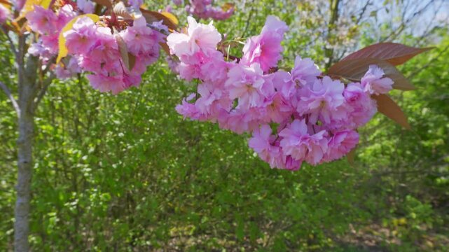 Close up video of a tree branch full of pink cherry blossom, gently swaying in the summer breeze