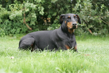 Doberman dogs in a garden meadow Cornwall England uk