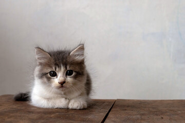 a Cute kitten on the wooden table is curiously looking at the camera.