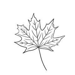 Beautiful realistic maple autumn leaf in black isolated on white. Hand drawn vector sketch illustration in doodle engraved vintage line art style. Autumn leaves with dots, botanical drawing