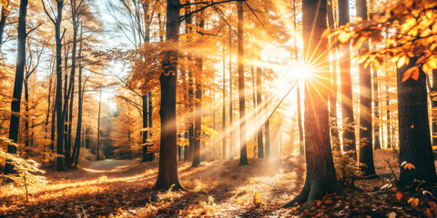 Photo Realistic as Autumn forest with sunlight streaming through trees concept as A serene autumn forest with sunlight streaming through the trees providing a clean and festive background for business