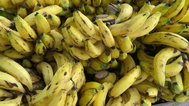 Fresh Bananas in a Local Market in Multan Oldest City of Pakistan