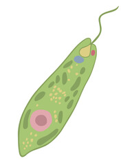 Vector isolated illustration of Euglena green on a white background.