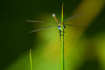 damselfly playing Hide and seek in the grass in the morning sunlight