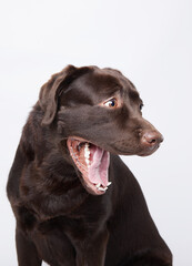 An adult chocolate Labrador dog looks upwards with an expression of curiosity and alertness. Captured against a stark white background