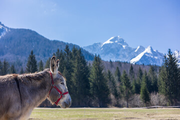 Donkeys in a mountain farm