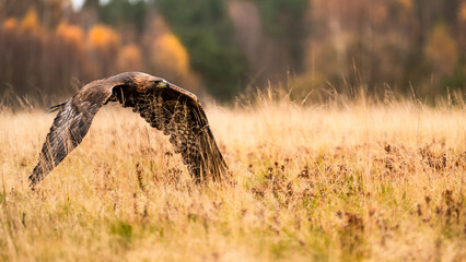 Low fly-by of the golden eagle