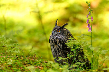 Eurasian Eagle-Owl (Bubo bubo) Sitting in the grass in the forest