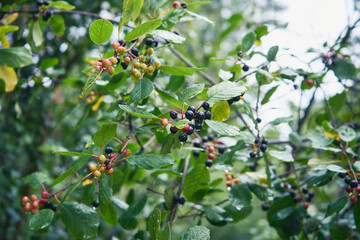 kruszyna, frangula alnus © Marcin Łazarczyk