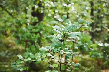 kruszyna, frangula alnus