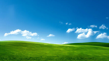 Fototapeta premium field nature