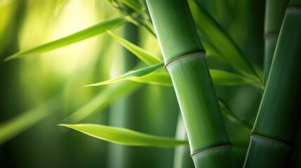 Fototapeta premium Bamboo stalks glow under soft sunlight, their green surface and texture brought to life in a peaceful close-up.