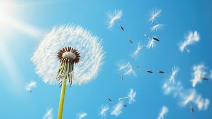 Obraz premium Close-up of a dandelion with seeds gently floating away in the breeze against a vibrant blue sky.