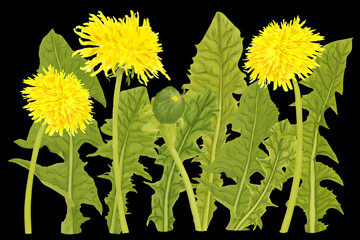 illustration of yellow dandelion flowers and green leaves on a black background