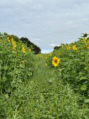 field of sunflowers growing on a farm