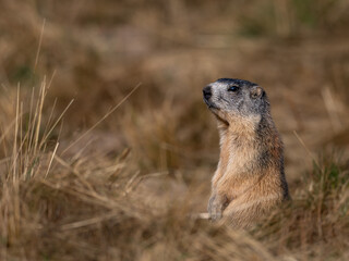 Marmotte