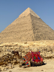 the great pyramids of giza with camel