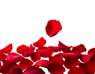 Floating red rose petal isolated on white. Background concept for love greetings. Generative AI.