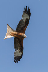 Red kite in flight