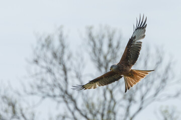 Red kite in flight