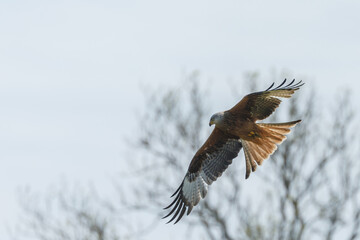Red kite in flight