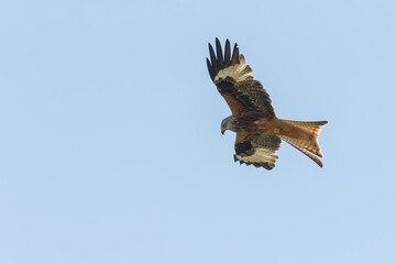 Red kite in flight