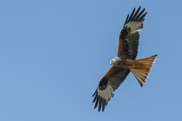 Red kite in flight