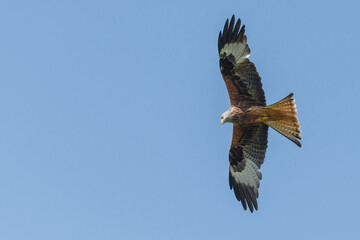 Red kite in flight