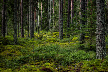 Fototapeta premium Old forest covered with green moss . Forest therapy and stress relief.