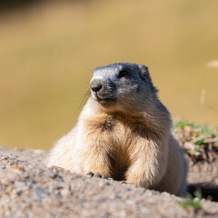 Marmotte