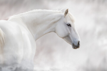 Horse portrait close up