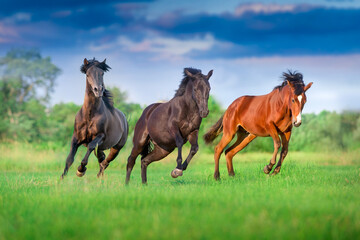 Obraz premium Horses run in meadow