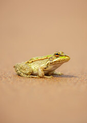 The frog sits on the sand on the shore of the lake. Beautiful wildlife landscape with place for text. The concept of protecting wildlife and ecology.