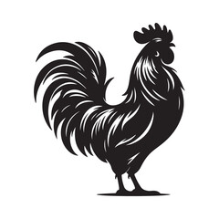 rooster isolated on white background