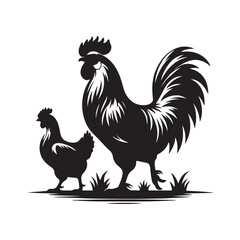 rooster isolated on white background
