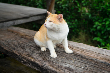 Ginger cat or orange cat animal that sitting and lie down on the wooden bench in front of the terrace.