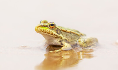 The frog sits on the sand on the shore of the lake. Beautiful wildlife landscape with place for text. The concept of protecting wildlife and ecology.