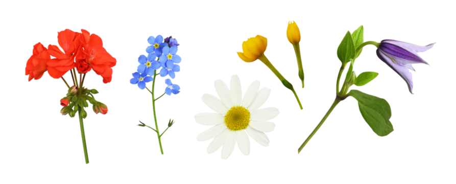 Set of lowers and buds (clematis, geranium, daisy, forget-me-not, buttercup) isolated on white or transparent background