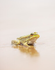 The frog sits on the sand on the shore of the lake. Beautiful wildlife landscape with place for text. The concept of protecting wildlife and ecology.