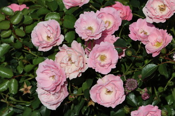 Sweden. Rosa 'Bonica 82', (aka MEIdomonac), is a shrub rose cultivar, bred by Marie-Louise Meilland...